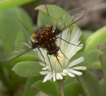 Pollinator of Delosperma sp