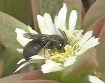 Pollinator of Delosperma sp