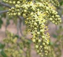 Inflorescence