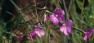 Dianthus zeyheri plant. Image Martin von Fintel