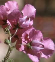 D. integerrima flowers showing spurs