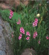 Diascias on Sani Pass, Drakensberg