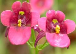 Diascia patens flowers