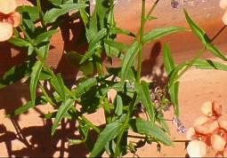 Diascia patens leaves