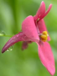 Diascia patens flower detail