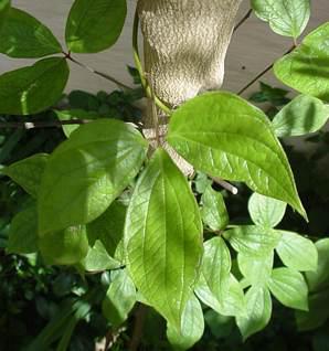 Trifoliate leaves. Photo Geoff Nichols