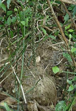 Rootstock and stem, Ngoye forest. Photo Geoff Nichols