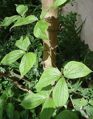 Leaves and twining stems. Photo Geoff Nichols