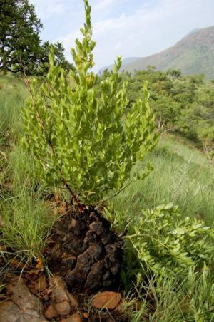 Dioscorea strydomiana (Mervyn Lotter)