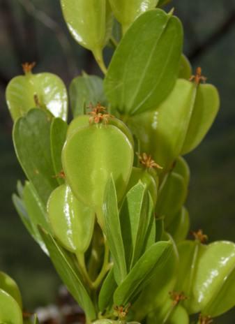 Immature fruits (Mervyn Lotter)