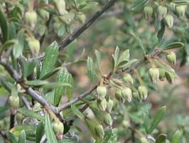 Dispyros austro-africana flowers