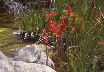 Growing in habitat