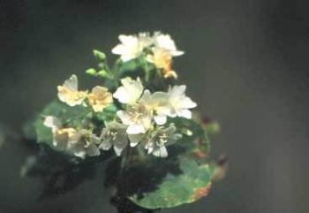 Dombeya autumnalis