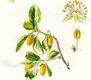 Cythna Letty illustration in Flowering Plants of Africa.