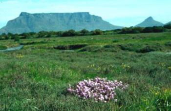 Growing near Cape Town