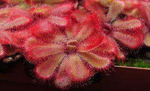 Rosettes of Drosera aliciae