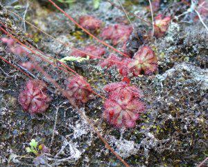 Growing in habitat