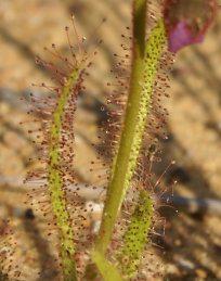 Stems and leaves