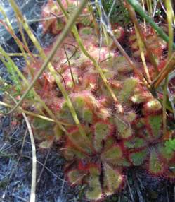 Plants with flower stalks.