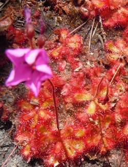 Growing and flowering in habitat