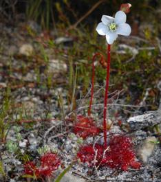 Drosera trinervia palnt in situ