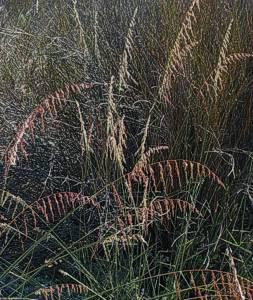 E. calycina growing in habitat