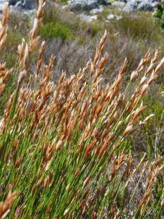 E. stipularis