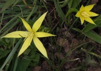 Empodium elongatum (David Styles)