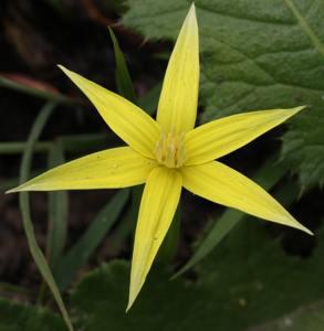 Empodium elongatum (David Styles)