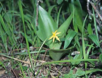 Growing in habitat