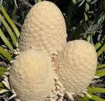 E. cycadifolius female cones