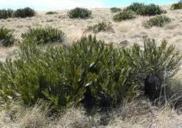 E. cycadiflolus growing on south-east slope in long grass.