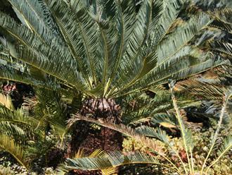 Encephalartos laevifolius