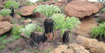 Encephalartos lanatus