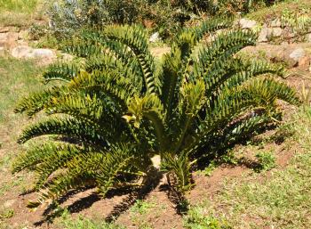 Encephalartos latifrons, young plant.