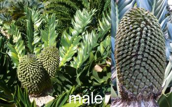 Encephalartos latifrons, male plant and cone