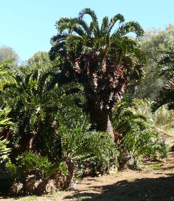 Encephalartos latifrons, one of the original plants collected by Pearson, planted in Kirstenbosch in 1914.