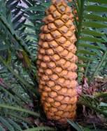 Male cones