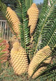  female plant with cones