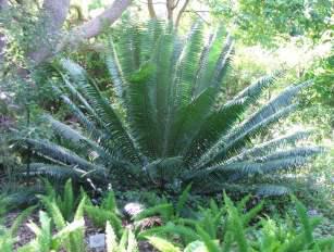 E. paucidentatus in garden