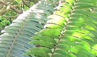 Leaves