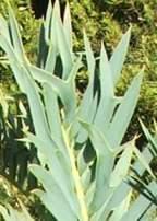 Leaflets showing spines