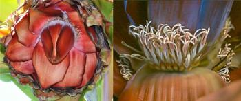 Tip of the inflorescence and male flowers