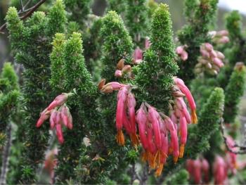 Erica coccinea subsp. coccinea