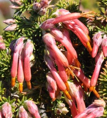 Erica coccinea, showing flowers with an unbroken and broken anther ring.