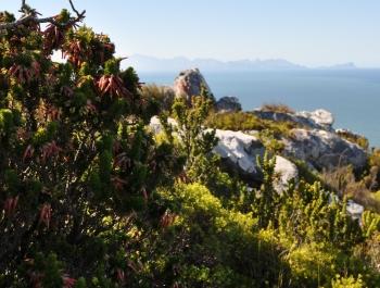 Erica coccinea growing on Elsies Peak