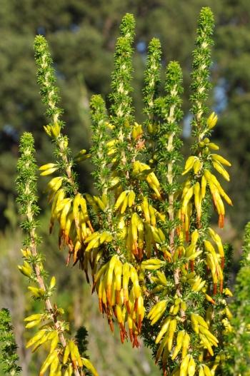 Erica coccinea subsp. coccinea, yellow flowers.