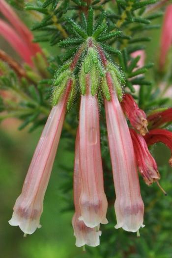 Close-up of the flowers of Erica glandulosa subsp. glandulosa 