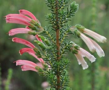 Erica glandulosa subsp. glandulosa 