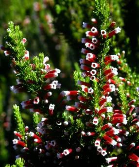 Two-toned tubular flowers